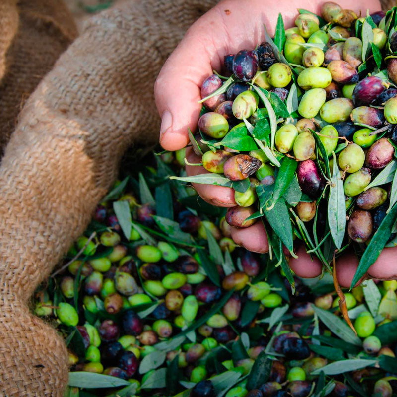 raccolta manuale delle olive e trasformazione